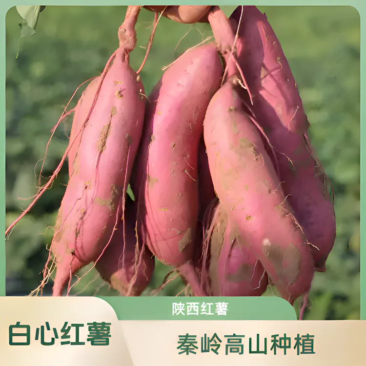 陕西秦岭山地白心红薯辅食农产品白红薯汉中红薯产地直销白心地瓜