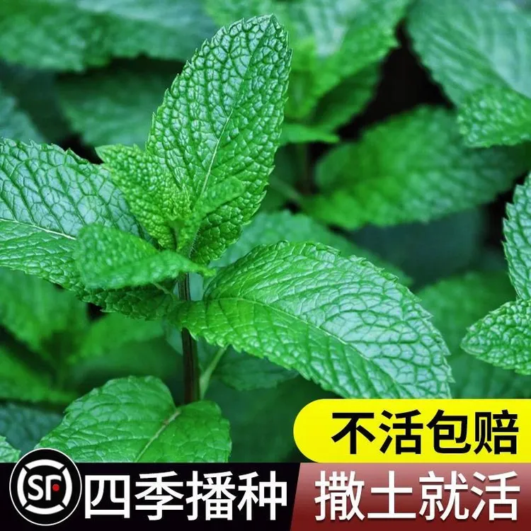 薄荷种子食用薄荷盆栽驱蚊四季开花易活香草籽室内花卉蔬菜种子