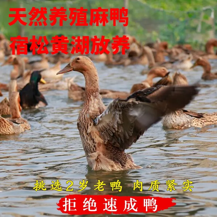 农家散养大鸭子美味土鸭土鸡麻鸭水鸭嫩鸭子正宗老鸭子土鸭格格