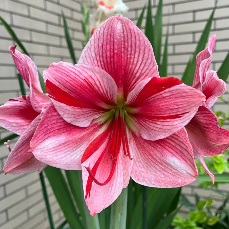 现货 进口单瓣朱顶红【花瓶】椿日繁花花卉1颗包邮