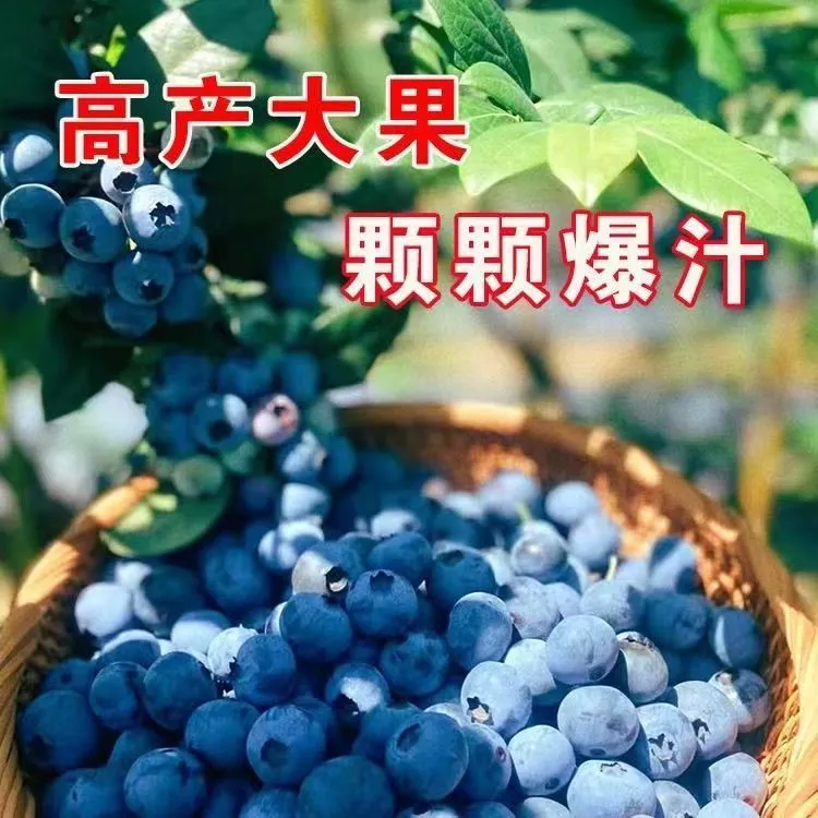 好种易管蓝莓果树苗多年生南北方栽种好修剪发货快好成活