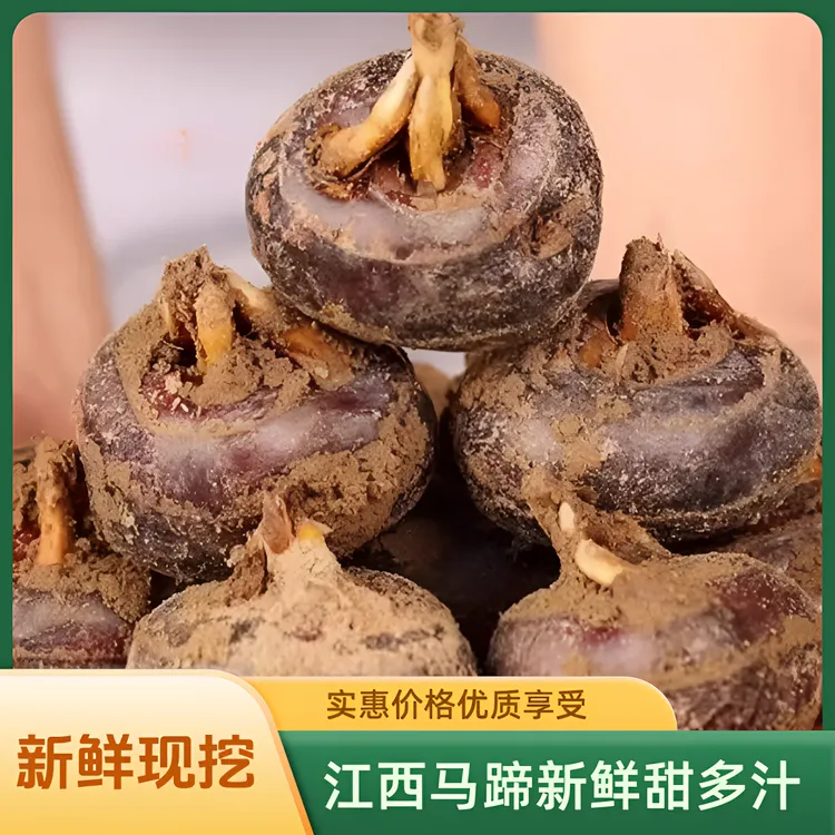 江西新鲜现挖马蹄带泥马蹄果荸荠当季即食水果脆甜多汁农家批发