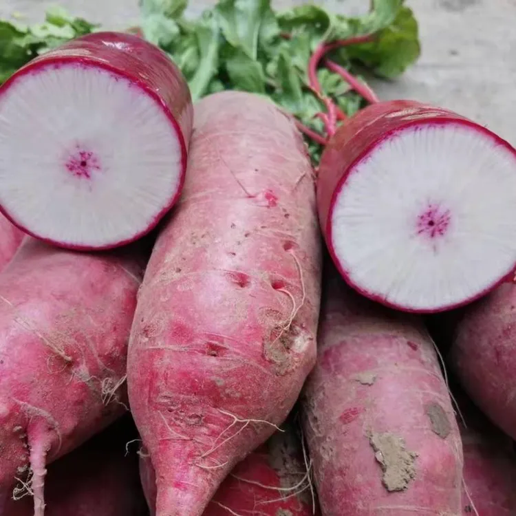 农家红皮萝卜新鲜非全红红皮现拔现挖现发