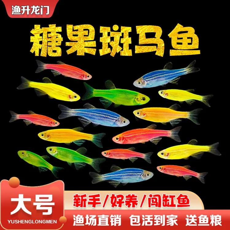 斑马鱼灯科鱼淡水新手好养七彩小鱼五彩荧光小型鱼观赏鱼冷水鱼