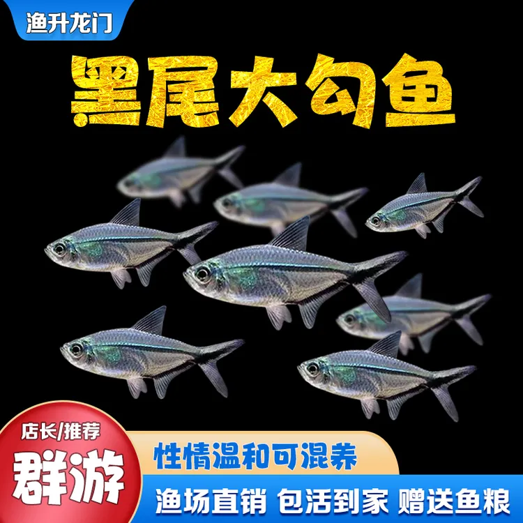 黑尾大勾鱼群游混养活体草缸淡水饲养小型热带冷水鱼批发小鱼养好