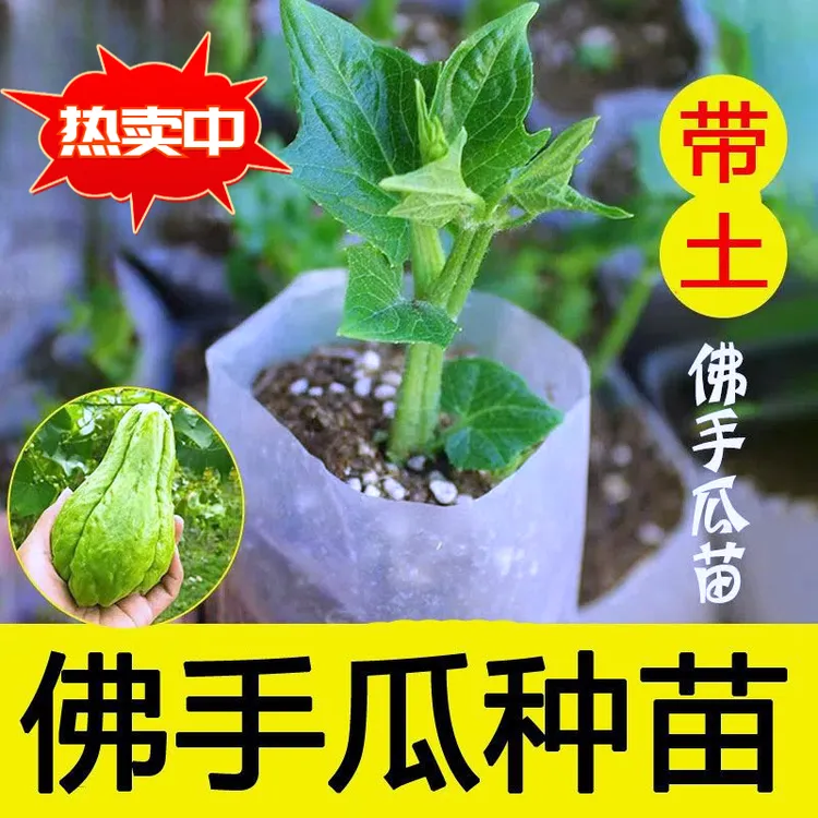 发货佛手瓜种苗秧苗蔬菜苗种子庭院田园盆栽四季好养瓜苗幼苗爬藤
