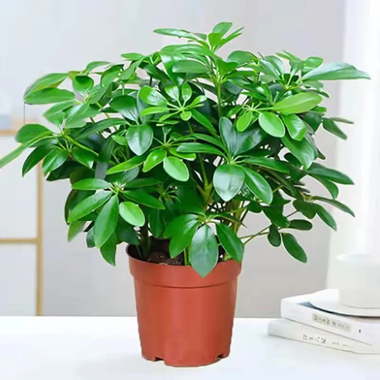 八方来财盆栽水培七叶莲绿植室内书桌办公室客厅招财绿植盆栽室内