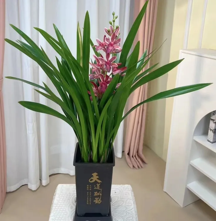 浓香兰花盆栽墨兰企黑兰宽叶兰花苗素心白墨客厅阳台花卉绿植盆栽