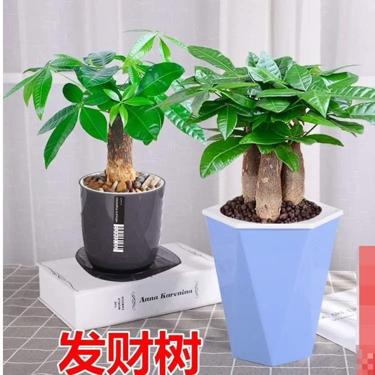 发财树盆栽室内外客厅桌面绿植小盆景大发财树苗绿植绿植盆栽室内