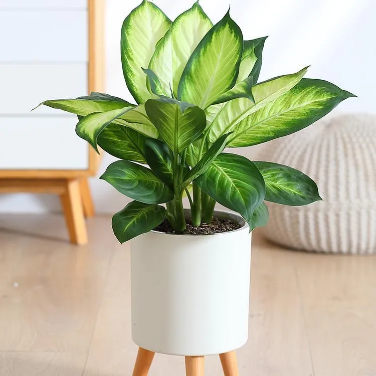 玛丽安水培植物室内好养盆栽客厅银皇后办公室桌面四季常青绿植
