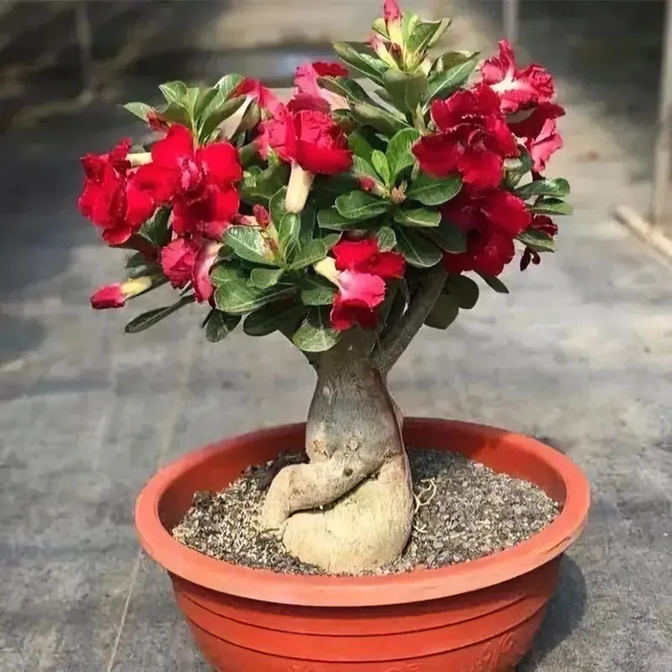 重瓣老桩大棵沙漠玫瑰花苗赏花四季开花开花好养室内多色又名多肉