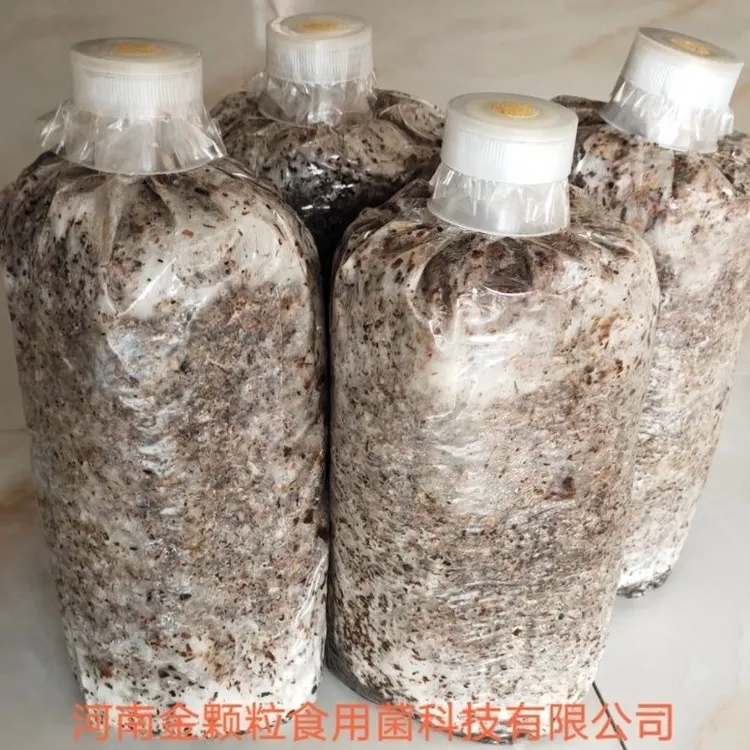 毛慈菇果荚专用伴生菌专业培植菌包毛慈菇菌菌含种植技术指导
