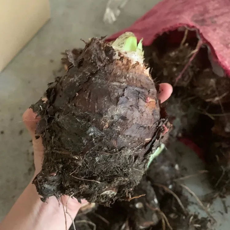 潮汕自家种植芋头新鲜粉糯农家包邮香芋个蔬菜特产软糯现挖