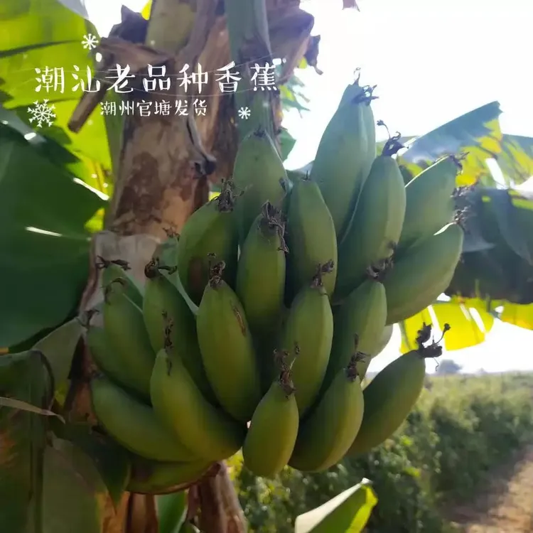 潮汕自家种植香蕉精选绿皮新鲜水果当季整箱老品种banana软糯包邮