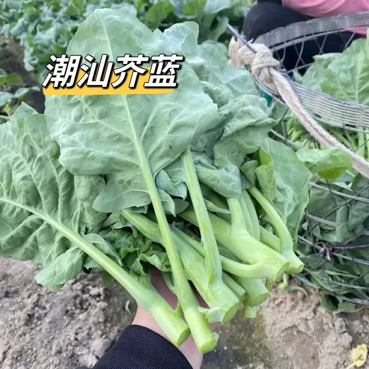潮汕自家种植新鲜小芥兰蔬菜现摘现发兰花苔芥蓝菜新鲜农家小芥兰