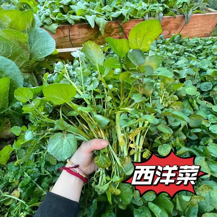 农家自种广东潮汕特产新鲜西洋菜蔬菜野菜豆瓣菜生态种植现摘现发
