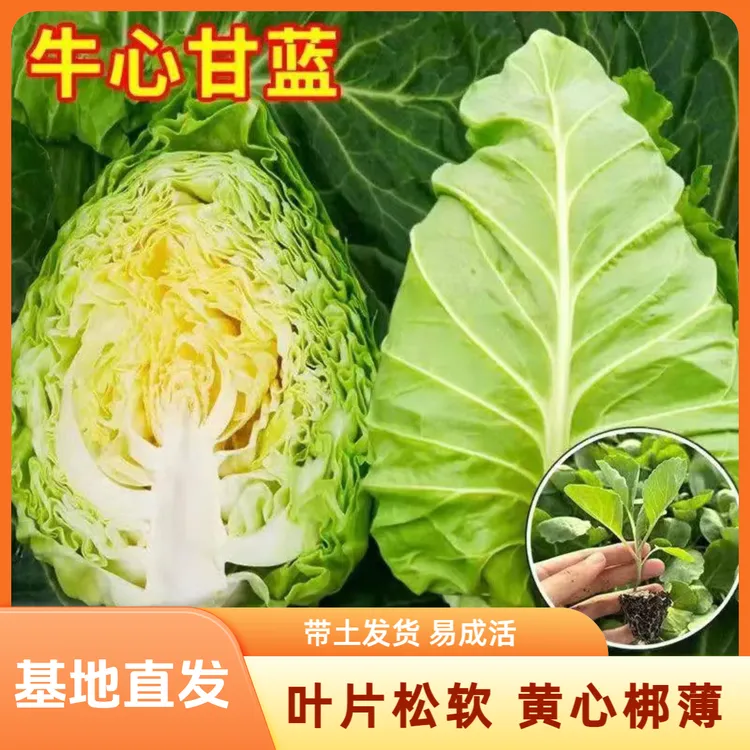 牛心包菜秧苗牛心甘蓝秧苗牛心莲花白秧苗带土甘蓝苗甘蓝秧苗绿色