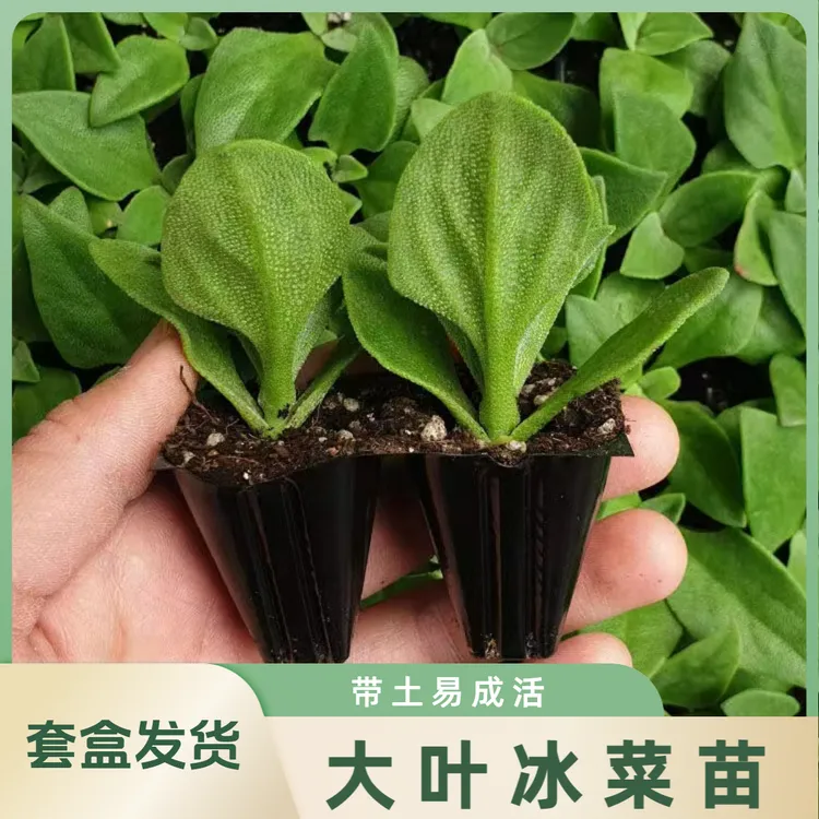 大叶水晶冰菜苗带土冰菜苗冰草秧苗冰草苗耐寒冰菜秧苗阳台拌菜苗