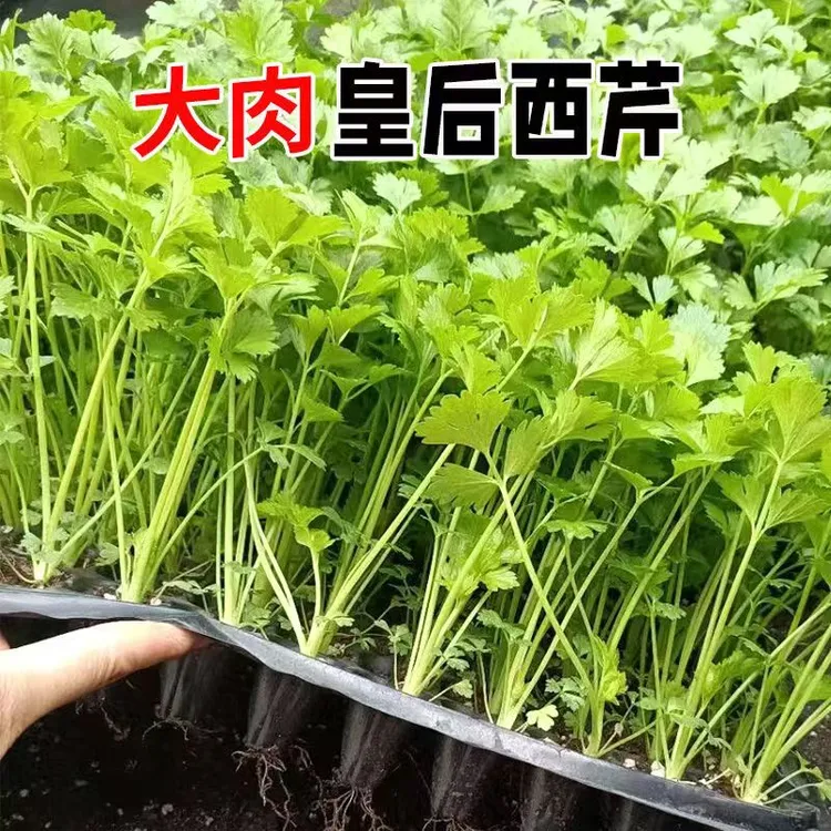 皇后大肉西芹秧苗芹菜秧苗盆栽芹菜苗四季芹菜秧芹菜苗带土芹菜苗