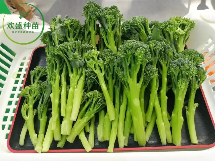 四季西兰苔秧苗西兰花幼苗叶菜秧苗菜花苗阳台种植春播苗秋季蔬菜