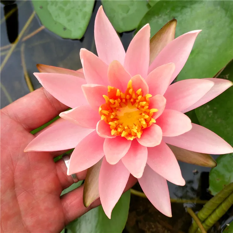 【带花苞】科罗拉多睡莲花苗水培水养池塘花卉绿植水生植物庭院