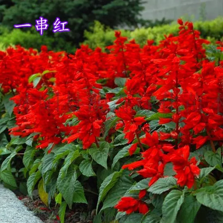 一串红种子矮串红矮串串红种子花卉种子一串蓝种子四季种植花卉