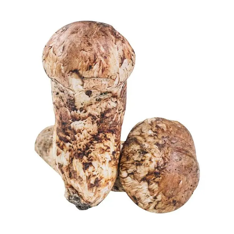 云南香格里拉新鲜松茸菌250g/500g/1000g新鲜菌菇松茸菇