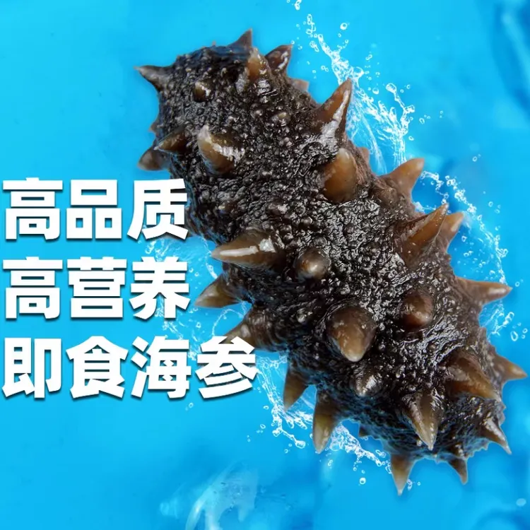 半干补差价海参鲜食滋补营养