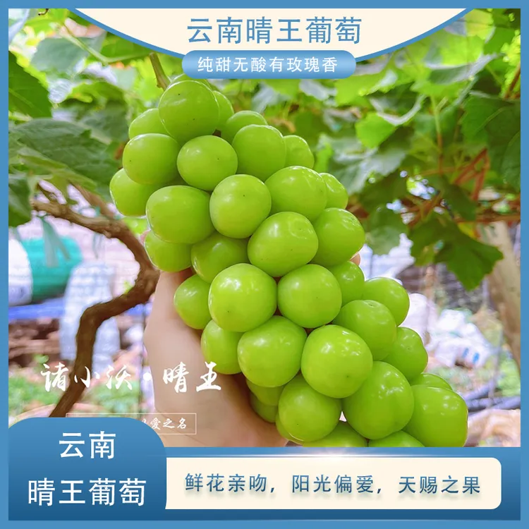 晴王阳光玫瑰葡萄3斤装玫瑰香无核皮薄饱满
