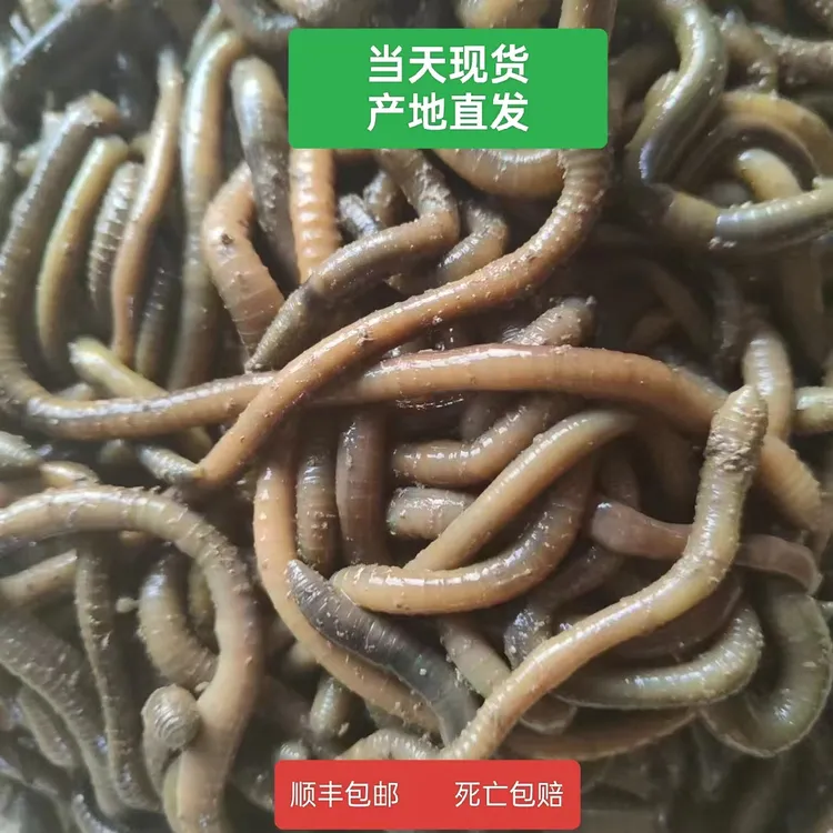 青蚯蚓黑蚯蚓批发鳝鱼饵料顺丰包邮鲜活到家包赔现货