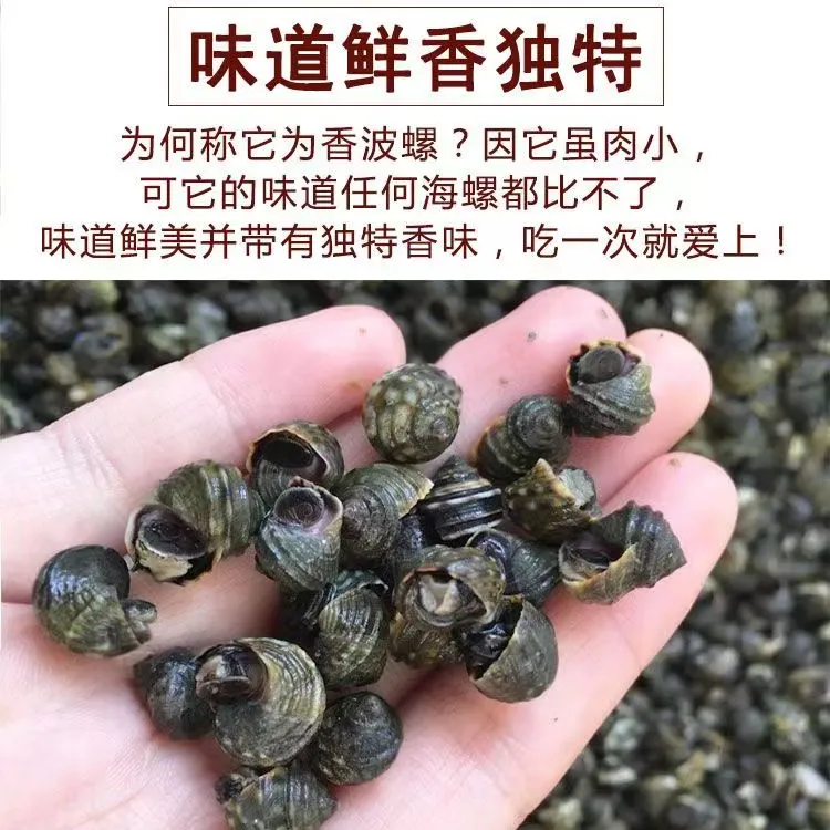 大连守强海鲜捕捞大连香波螺2斤鲜活发货干净无沙