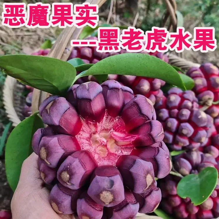 黑老虎布福娜果恶魔果实新鲜稀奇古怪的水果罕见稀有当季稀奇尝鲜
