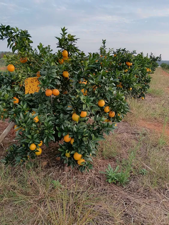 赣南脐橙 果农现摘现发 5斤装 京东 申通快递赣南瑞金发货