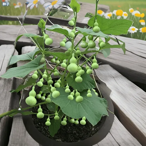 【阳台盆栽】手捻葫芦小葫芦种子籽观赏迷你金寸微型玩具葫四季菜籽