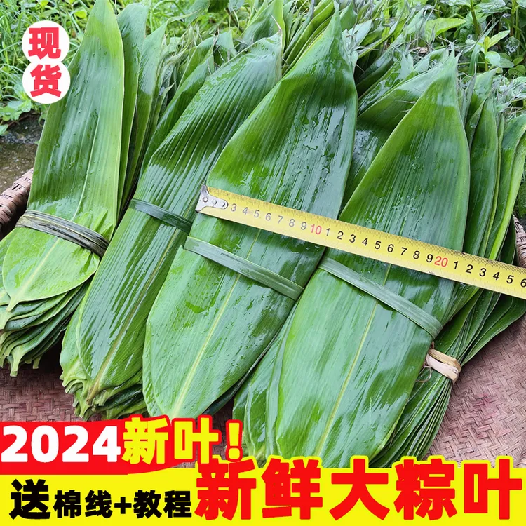 粽子叶棕叶新鲜大号新叶包粽子专用的叶子端午节商用批发粽叶启红