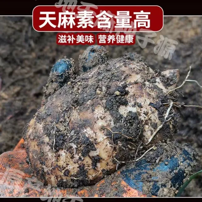 【高端滋补食材天麻】云南昭通小草坝新鲜现挖3斤更划算 煲汤佳品 