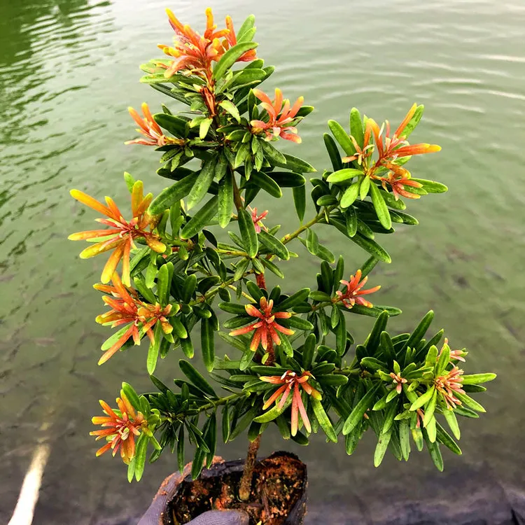 罗汉松正品绿植盆景新款四季红色芽太子妃树苗植物花卉绿植盆栽