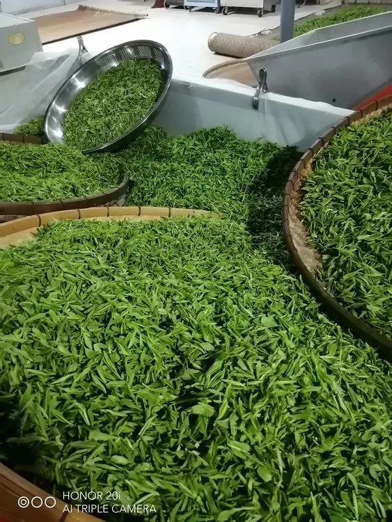 2025高山新茶明前特优云雾茶绿茶茶叶厂家直销假一赔四