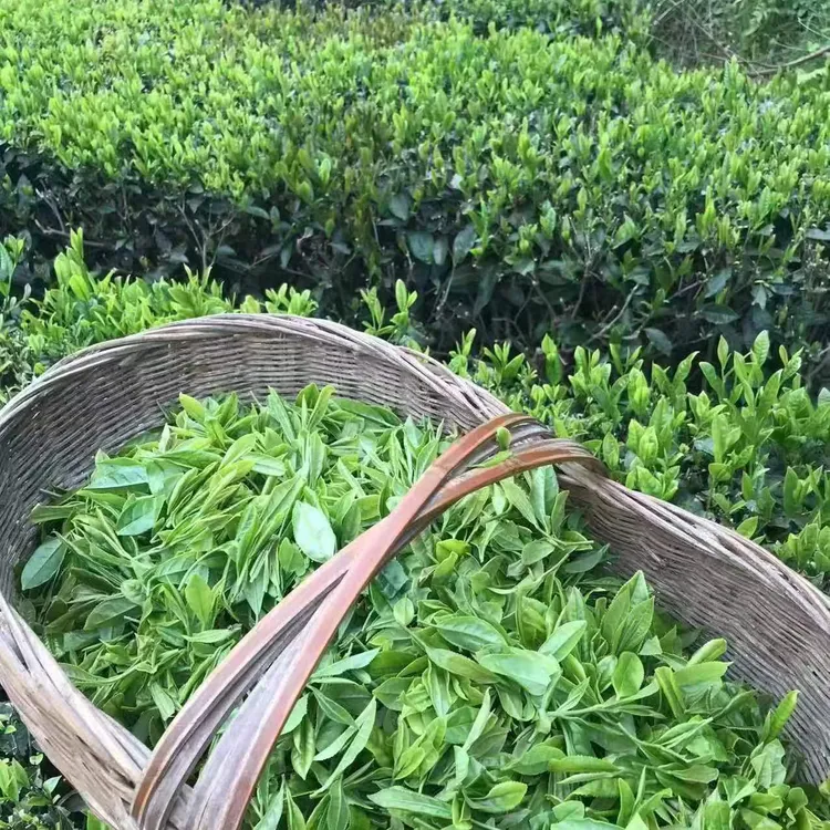 长阳本地高山云雾茶