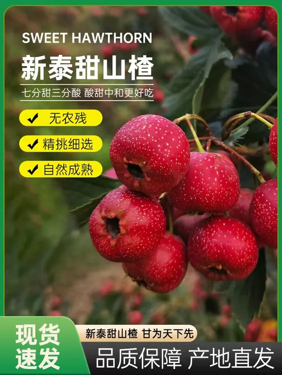 小甜红 山楂鲜果 精品红芯软糯香甜