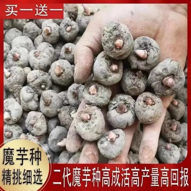 云南魔芋种子新鲜魔芋种种植一代二代云南小个二代新鲜魔域基地种