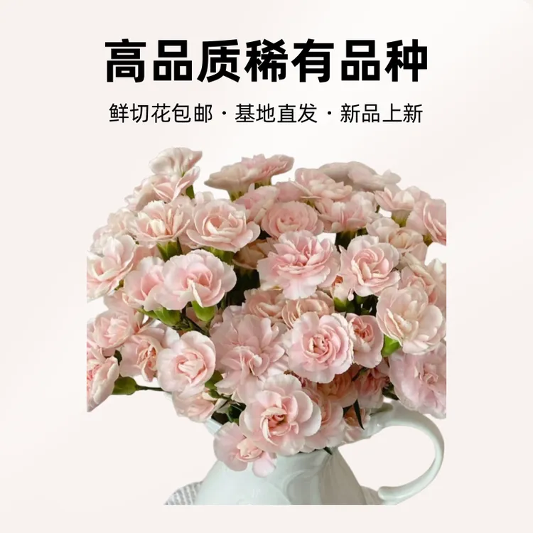 【顺丰包邮】高品质稀有多头康乃馨鲜切花直发生日花卉花束鲜花耐养