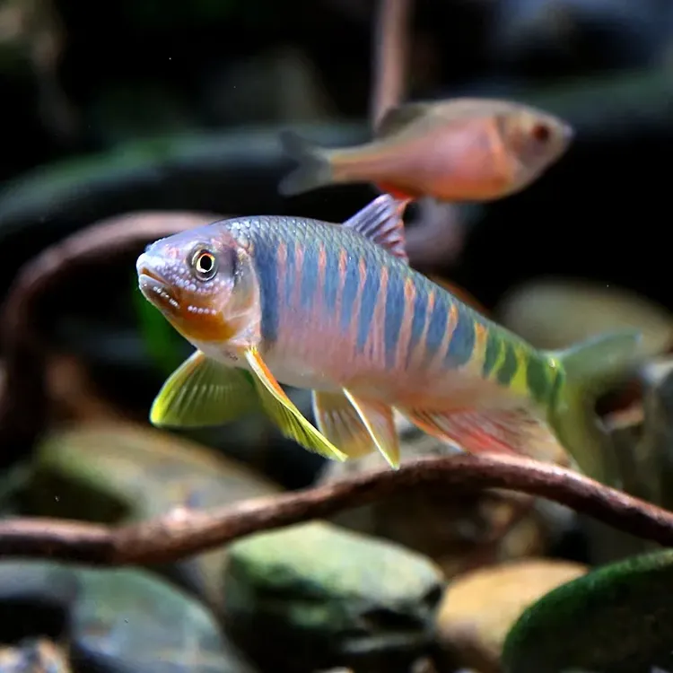 溪流鱼淡水鱼长鳍鱲鱼冷水鱼原生鱼溪哥包活活体鱼苗观赏鱼发货