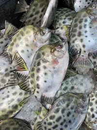 广东汕尾 天然野生金古鱼 花古鱼