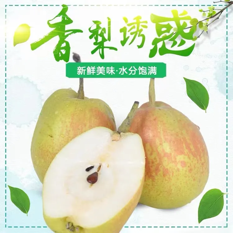 【新疆直发】正宗库尔勒香梨子当季新鲜水果整箱现货酥脆多汁甜皮薄