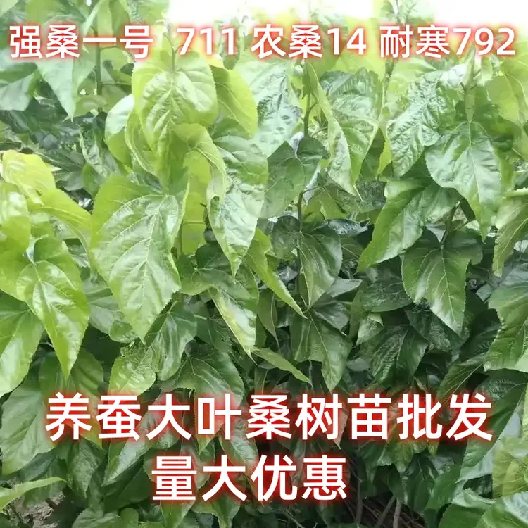 强桑一号嫁接苗711农桑14耐寒耐旱高温792大叶高产养蚕桑树苗批发