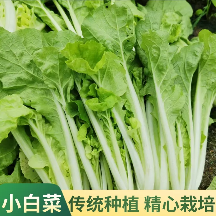 优信潮蔬【新鲜小白菜/省内京东包邮】现摘现发净重3斤潮汕本地菜