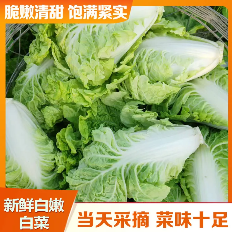 优信潮蔬【新鲜白菜/省内京东包邮】现摘现发净重5斤潮汕本地菜