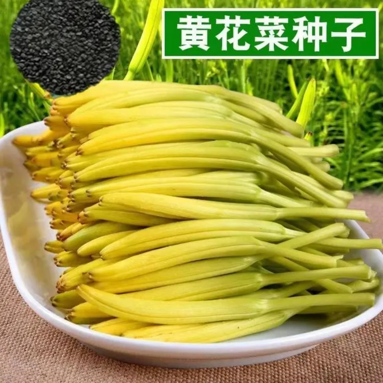 野生黄花菜种子春秋播种庭院盆栽健康类野菜金针菜种蔬菜耐热抗寒