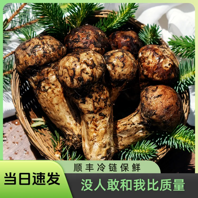 新鲜松茸精品雅江正宗松茸菌高山采摘产地顺丰空运直达500/1000克